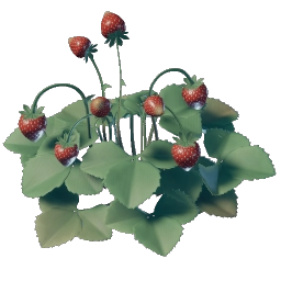 草莓幼苗