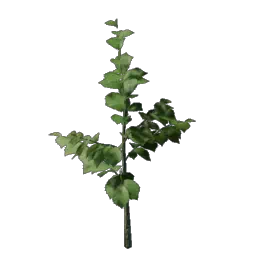 Piantina di cespuglio di nocciole