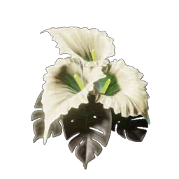 Calla Luna