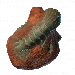 Prawn Fossil