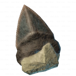 Dull Shark Tooth