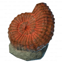 Big Ammonite