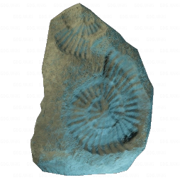 Impronta di ammonite