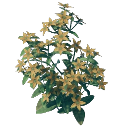 Germoglio di fiori di aureolina