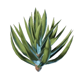 Semis de palmier yucca