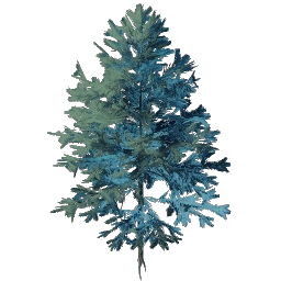 Проросток вечнозелёного дерева