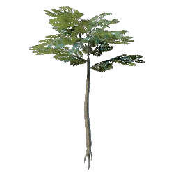 Саджанець стрункого дерева з Нагір'я Кочівників