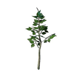 Basswood Tree Seedling
