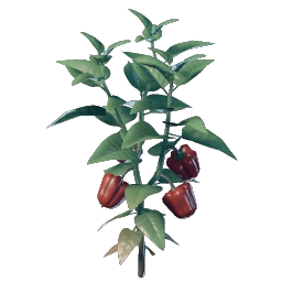 Semis de poivron