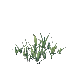 Проросток пшеницы