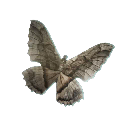 Mariposa